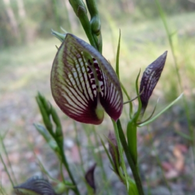 Cryptostylis erecta (Bonnet Orchid) at Sanctuary Point, NSW - 17 Dec 2013 by christinemrigg