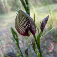 Cryptostylis erecta (Bonnet Orchid) at The Basin Walking Track - 16 Dec 2013 by christinemrigg