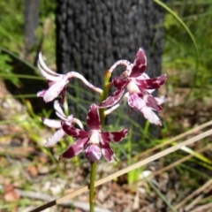 Dipodium variegatum (Blotched Hyacinth Orchid) at Sanctuary Point, NSW - 24 Dec 2018 by christinemrigg