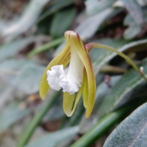 Dockrillia striolata at Tianjara, NSW - suppressed