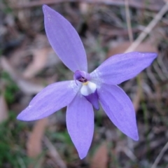 Glossodia major (Wax Lip Orchid) at Sanctuary Point, NSW - 14 Aug 2011 by christinemrigg