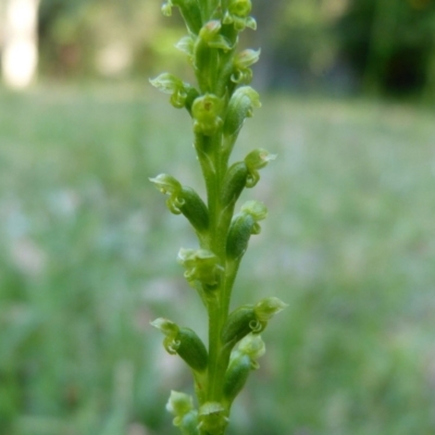 Microtis unifolia (Common Onion Orchid) at Sanctuary Point, NSW - 20 Oct 2012 by christinemrigg