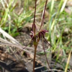 Acianthus caudatus (Mayfly Orchid) at Sanctuary Point - Basin Walking Track Bushcare - 26 Jul 2015 by christinemrigg