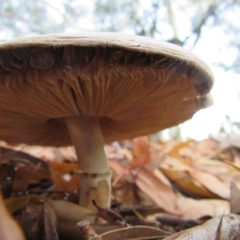 zz agaric (stem; gills white/cream) at Campbell, ACT - 31 May 2019 by Campbell2612