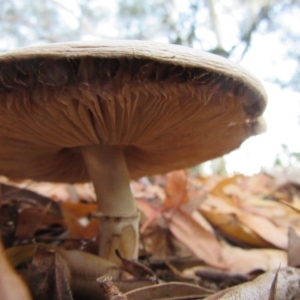 zz agaric (stem; gills white/cream) at Campbell, ACT - 31 May 2019 08:15 AM