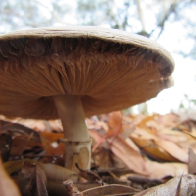 zz agaric (stem; gills white/cream) at Campbell, ACT - 31 May 2019 by Campbell2612