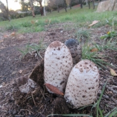 Coprinus comatus (Shaggy Ink Cap) at Campbell, ACT - 31 May 2019 by Campbell2612