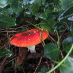 Amanita muscaria (Fly Agaric) at Campbell, ACT - 10 Jun 2019 by Campbell2612