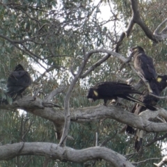 Zanda funerea (Yellow-tailed Black-Cockatoo) at Hughes, ACT - 11 Jun 2019 by JackyF