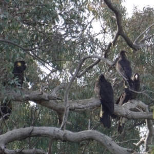 Zanda funerea at Hughes, ACT - 12 Jun 2019