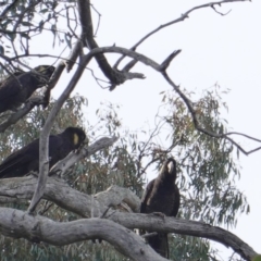 Zanda funerea at Hughes, ACT - 12 Jun 2019