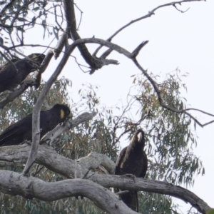 Zanda funerea at Hughes, ACT - 12 Jun 2019 09:50 AM