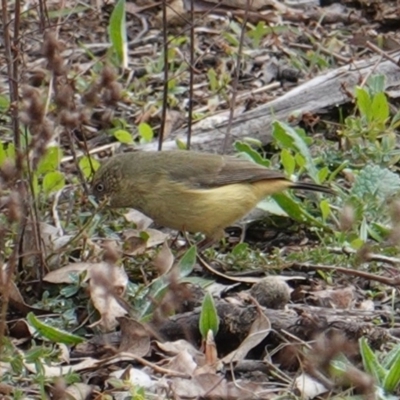 Acanthiza reguloides (Buff-rumped Thornbill) at Red Hill Nature Reserve - 12 Jun 2019 by JackyF