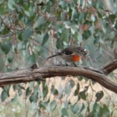 Petroica boodang (Scarlet Robin) at Red Hill Nature Reserve - 12 Jun 2019 by JackyF