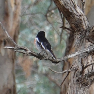 Petroica boodang at Deakin, ACT - 12 Jun 2019 12:15 PM