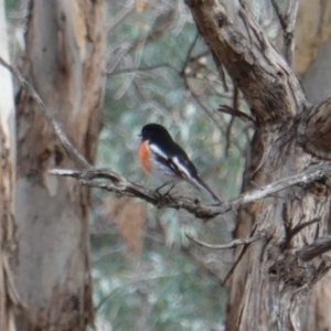 Petroica boodang at Deakin, ACT - 12 Jun 2019 12:15 PM