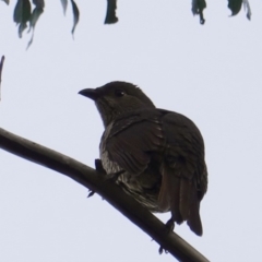 Ptilonorhynchus violaceus (Satin Bowerbird) at Hughes, ACT - 11 Jun 2019 by JackyF
