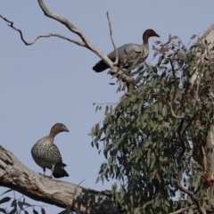 Chenonetta jubata (Australian Wood Duck) at Red Hill Nature Reserve - 11 Jun 2019 by JackyF