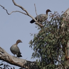 Chenonetta jubata (Australian Wood Duck) at Hughes, ACT - 12 Jun 2019 by JackyF