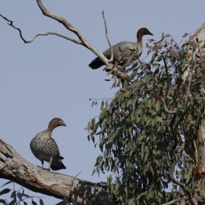 Chenonetta jubata (Australian Wood Duck) at Hughes, ACT - 11 Jun 2019 by JackyF