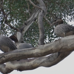 Chenonetta jubata (Australian Wood Duck) at Hughes, ACT - 12 Jun 2019 by JackyF