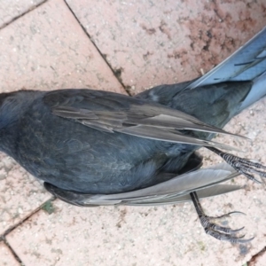 Turdus merula at Hughes, ACT - 6 Jun 2019 02:02 PM