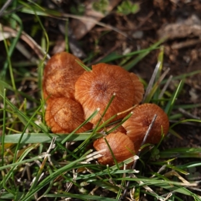 Laccaria sp. (Laccaria) at Red Hill to Yarralumla Creek - 10 Jun 2019 by JackyF