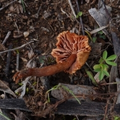 Laccaria sp. at Hughes, ACT - 10 Jun 2019