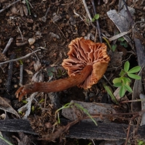 Laccaria sp. at Hughes, ACT - 10 Jun 2019 11:50 AM