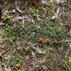 Laccaria sp. at Hughes, ACT - 10 Jun 2019 11:50 AM