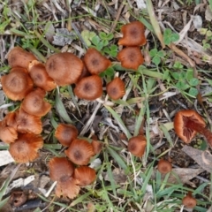 Laccaria sp. (Laccaria) at Deakin, ACT - 12 Jun 2019 by JackyF