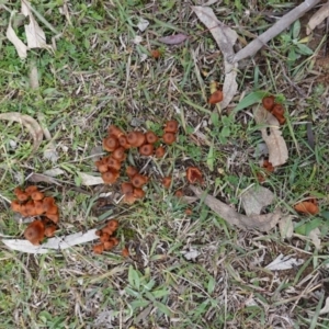 Laccaria sp. at Deakin, ACT - 12 Jun 2019