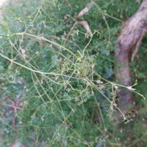 Clematis leptophylla at Red Hill, ACT - 10 Jun 2019