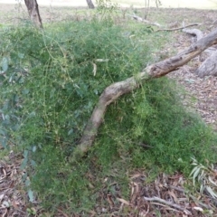 Clematis leptophylla at Red Hill, ACT - 10 Jun 2019