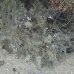 Dolabella auricularia at Merimbula, NSW - 31 Dec 2018 by SapphireCoastMarineDiscoveryCentre