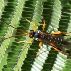 Echthromorpha intricatoria (Cream-spotted Ichneumon) at Ainslie, ACT - 14 Jun 2019 by jb2602