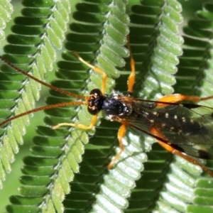 Echthromorpha intricatoria at Ainslie, ACT - 14 Jun 2019