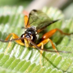 Echthromorpha intricatoria at Ainslie, ACT - 14 Jun 2019