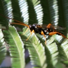 Echthromorpha intricatoria at Ainslie, ACT - 14 Jun 2019 12:05 PM