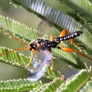 Echthromorpha intricatoria at Ainslie, ACT - 14 Jun 2019 12:05 PM