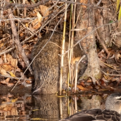 Hydromys chrysogaster (Rakali or Water Rat) at Jerrabomberra Wetlands - 13 Jun 2019 by rawshorty