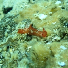 Plocamopherus imperialis at Merimbula, NSW - 14 Jan 2019 by SapphireCoastMarineDiscoveryCentre