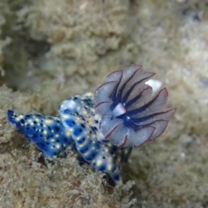 Hypselodoris obscura at Eden, NSW - 16 Jan 2019 11:30 PM