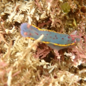 Hypselodoris bennetti at Eden, NSW - 17 Jan 2019