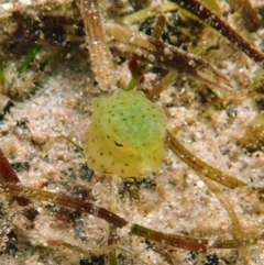 Lactoria cornuta (Longhorn Cowfish) at Merimbula, NSW - 9 Jan 2019 by SapphireCoastMarineDiscoveryCentre