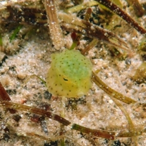 Lactoria cornuta at Merimbula, NSW - 9 Jan 2019