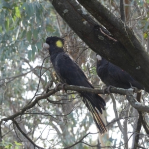 Zanda funerea at Watson, ACT - 14 Jun 2019