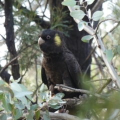 Zanda funerea at Watson, ACT - 14 Jun 2019