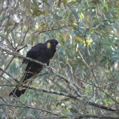 Zanda funerea at Watson, ACT - 14 Jun 2019 10:34 AM