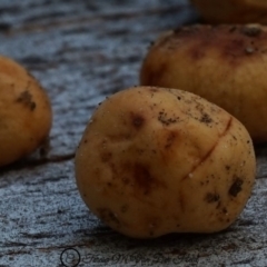 Truffles (Truffle-like fungi) at Bodalla, NSW - 10 Jun 2019 by Teresa